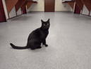 Eddie the cat, who is still waiting to be adopted.