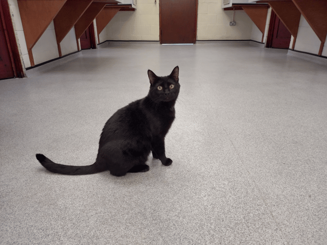 Eddie the cat, who is still waiting to be adopted.