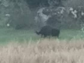 Black Panther of Rutland skulking through the undergrowth in in a farmers field in Empingham.