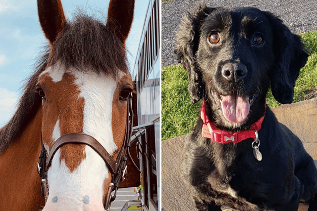 Police Horse Penelope and Police Dog Russell. 