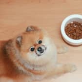 What kind of food can humans share with dogs? Some cupboard staples you can use to improve your pet's diet