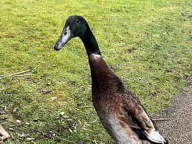 Long Boi has been pronounced dead after having been missing from University of York campus since mid-March.