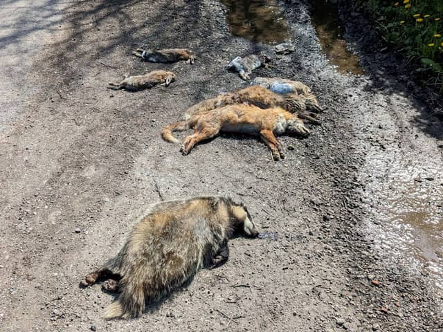 The deaths of two foxes, four rabbits and a badger all found dead in a lay-by with dog attack-like wounds could have been caused by illegal hunting. (RSPCA/SWNS)