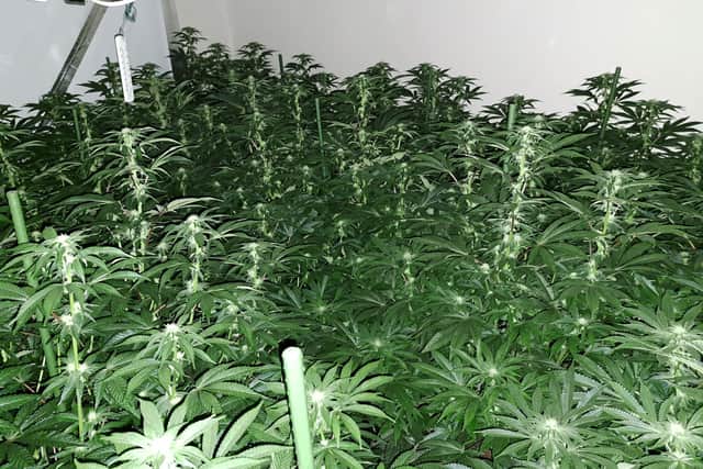 More than 250 plants were discovered.