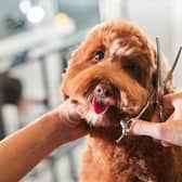 Give your pooch a makeover at the best dog groomers in South Shields.