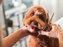 Give your pooch a makeover at the best dog groomers in South Shields.