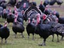 Two poultry workers in England have tested positive for bird flu, although there are no signs of human-to-human transmission, the UK Health and Security Agency (UKHSA) has said.