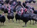 Two poultry workers in England have tested positive for bird flu, although there are no signs of human-to-human transmission, the UK Health and Security Agency (UKHSA) has said.