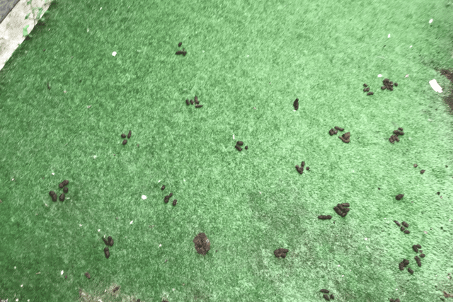 The dog waste in David Elliott’s back garden.