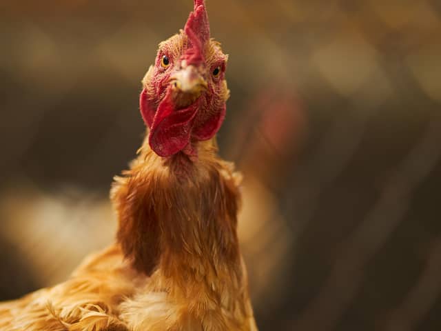 Half a million birds have had to be culled to prevent the spread of bird flu (image: Shutterstock)