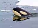 Meltring sea ice is allowing Killer Whales to hunt for longer in Arctic waters (photo: Getty Images)