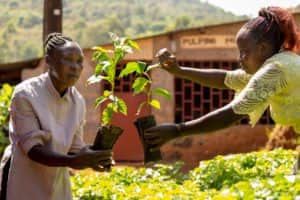 In the coffee-growing regions of East Africa, the weather has changed dramatically in recent times