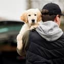 The tougher law should also make it harder for thieves to steal and sell pets (Photo: Shutterstock)