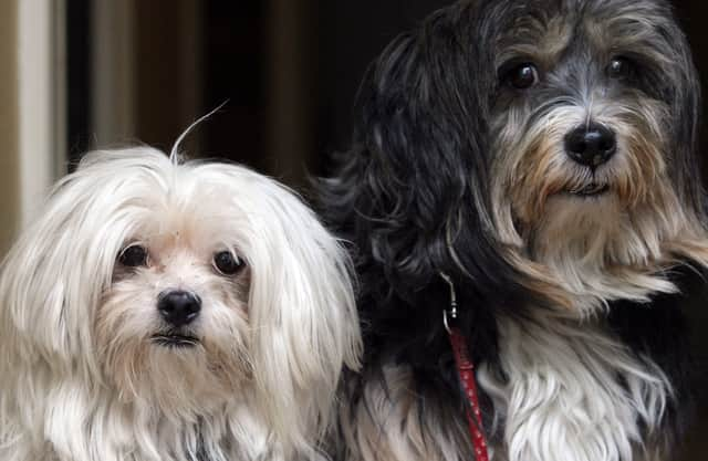 Pet shop to open 20 new stores and create 150 jobs after surge in demand during lockdown (Photo by Matt Cardy/Getty Images)
