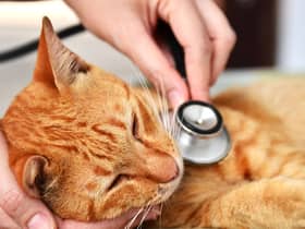 Pancytopenia is a rare bone marrow condition which can cause serious illness in felines (Photo: Shutterstock)