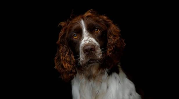 Vet asks dog owners to protect their pets against lungworm as cases of deadly parasite soar
