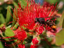 One hornet can eat up to 50 bees in a day (Photo: Shutterstock)