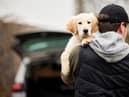 Environment Secretary George Eustice said there has been a “worrying” rise of pet thefts during the Covid pandemic, but said the creation of the pet theft taskforce will help deal with the issue (Photo: Shutterstock)
