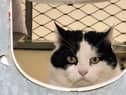 Flash has been branded the "grumpiest cat in Oxfordshire"