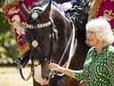 Queen Camilla with Juno, the first mare to be a Household Cavalry Drum Horse (Credit: Royal.uk)