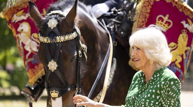 Queen Camilla with Juno, the first mare to be a Household Cavalry Drum Horse (Credit: Royal.uk)