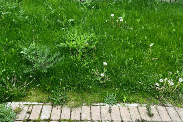 Residents say that some areas are just a “picture of weeds”.