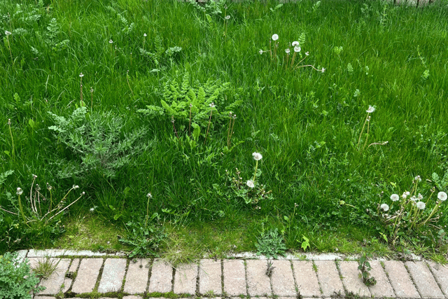 Residents say that some areas are just a “picture of weeds”. 