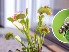 You may have heard of the Venus fly-trap, but there’s a whole host of insect-eating plants you can use to trap bugs