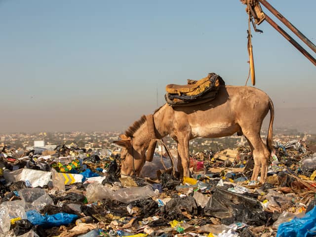 Harrowing image of a donkey desperately scavenging for food