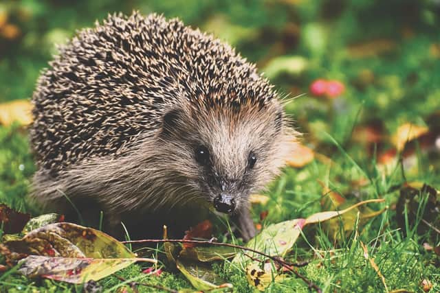 Stock image of a hedgehog from Pixabay