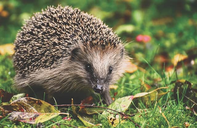 Stock image of a hedgehog from Pixabay