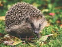 Stock image of a hedgehog from Pixabay