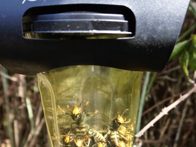 Asian hornets in the UK are on the rise