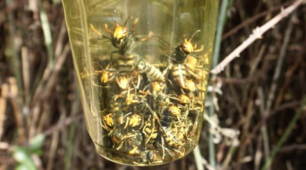 Asian hornets in the UK are on the rise