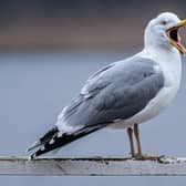 Seagulls in South Shields are known to steal food from unsuspecting members of the public.