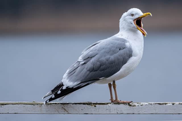 Seagulls in South Shields are known to steal food from unsuspecting members of the public.