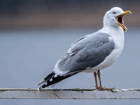 Seagulls in South Shields are known to steal food from unsuspecting members of the public.