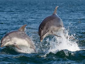 Popular online travel agency Thomas Cook has ended the sale of any holiday destinations with captive cetaceans. 