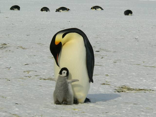 Chester Zoo is hiring a zookeeper to look after penguins & parrots - how to apply