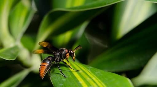 Asian hornets have been spotted near Dover in Kent 