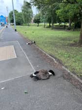 The RSPCA has appealed for dashcam footage after a van reportedly ploughed into a flock of geese