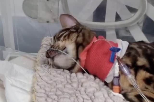 Bella the cat struck down with lily poisoning makes miracle recovery after being clinically DEAD for 26 minutes