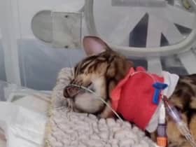 Heartbreaking footage shows 11-month-old moggy Bella hooked up to tubes and a heart monitor after coming into contact with a lily, which are highly poisonous to cats.