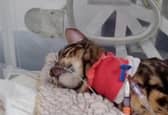 Heartbreaking footage shows 11-month-old moggy Bella hooked up to tubes and a heart monitor after coming into contact with a lily, which are highly poisonous to cats.