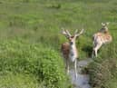 Deer broke into a hospital in Devon 