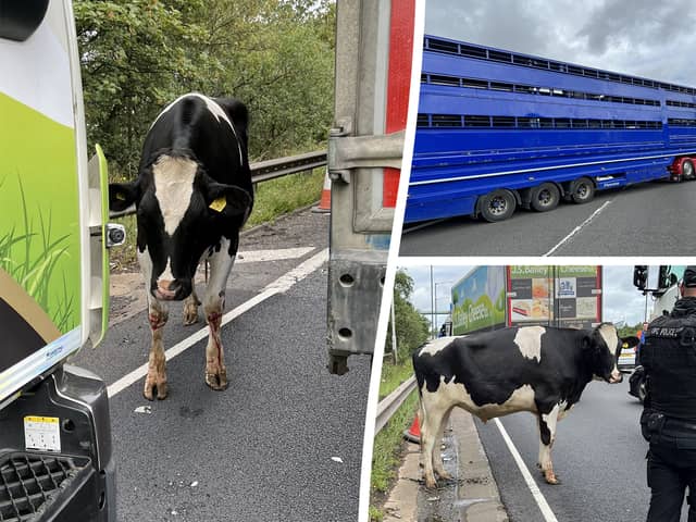 Cows on M6 cause chaos as drivers left in 3-mile long traffic jam