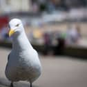 Herring gulls are some of the most frequently maligned (Photo by Matt Cardy/Getty Images)
