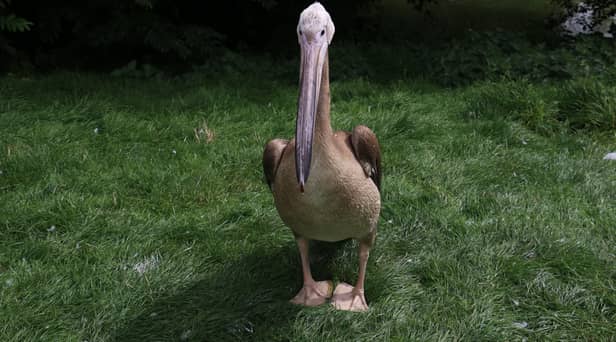 An Eastern white pelican chick