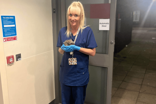 Sister Kate Gordon with John the hedgehog. Photo: South Tyneside and Sunderland NHS Foundation Trust.