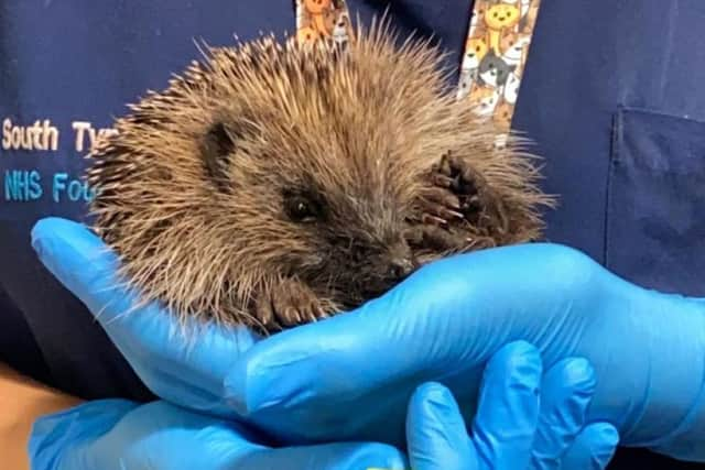 John the hedgehog. Photo: South Tyneside and Sunderland NHS Foundation Trust.